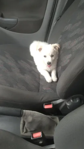 Pastor Suíço Cães com Pedigree