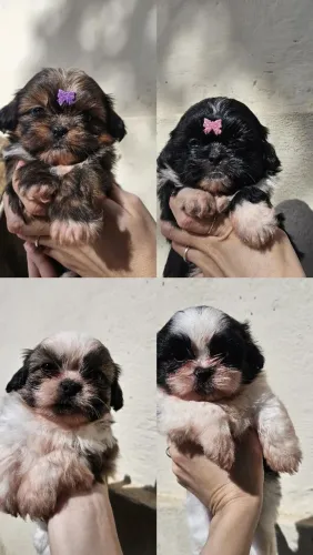 filhotes de shi-tzu.