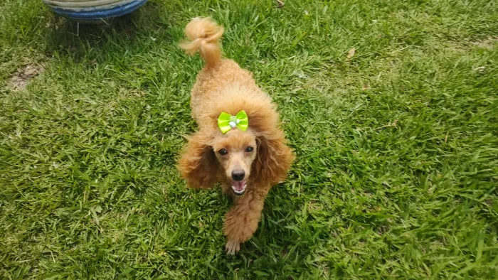 Filhote Poodle Toy  Red (ruivo) 3 meses duas vacinas padrão espetacular valor de ocasião 
