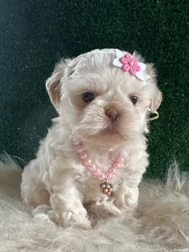 Shih tzu Alto Padrão fêmea