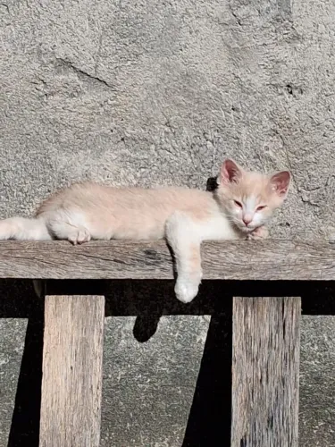 Gato