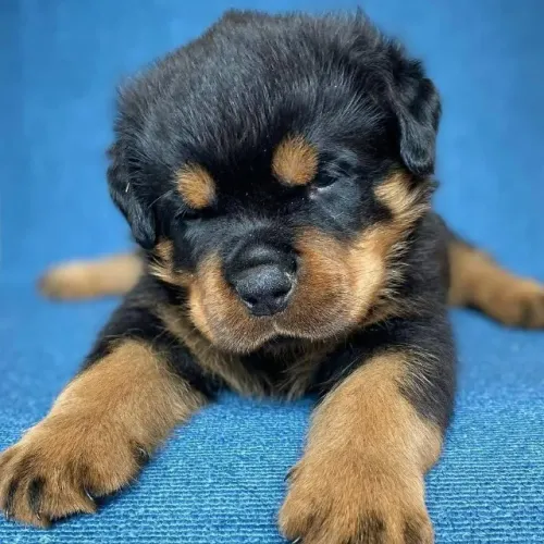 Filhotes de Rottweiler | Patinhas prontas para fazer parte da sua vida.