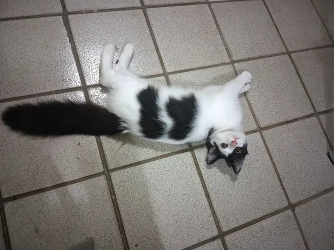 Gatinha felpuda para adoção 