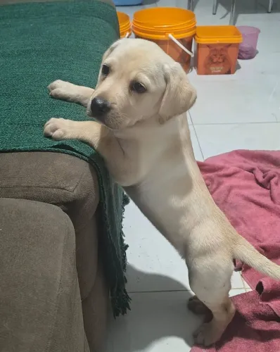 Labrador lindos filhotes