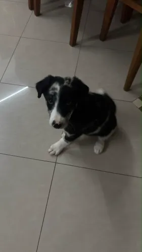 Border Collie