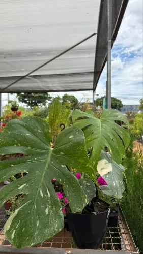 Muda de Costela de Adão Variegata 