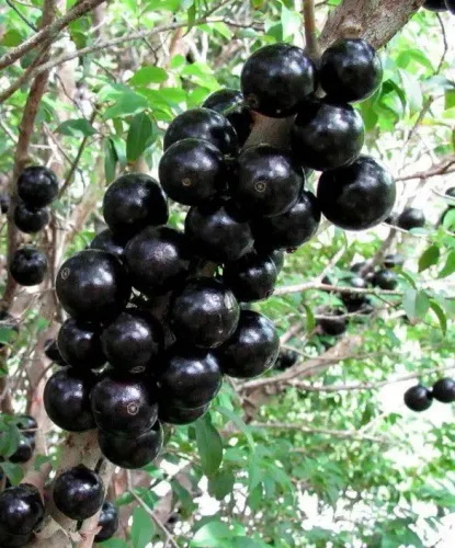 Jabuticabeiras híbridas produtivas 