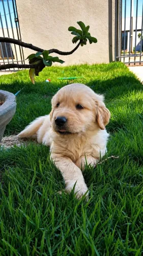 Filhote de Golden Retriver