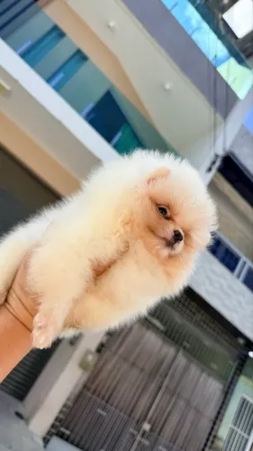 Lindos bebês 48 dias pra reservar fêmea e macho 