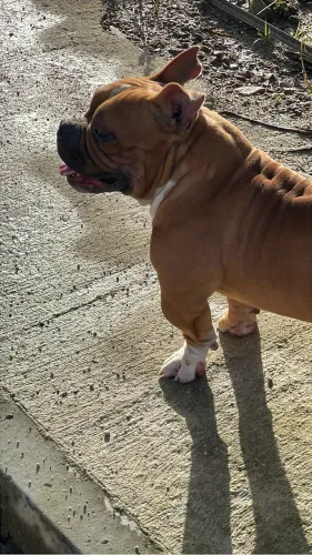 American Bully Micro