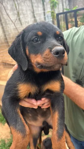 Filhote de Rottweiler