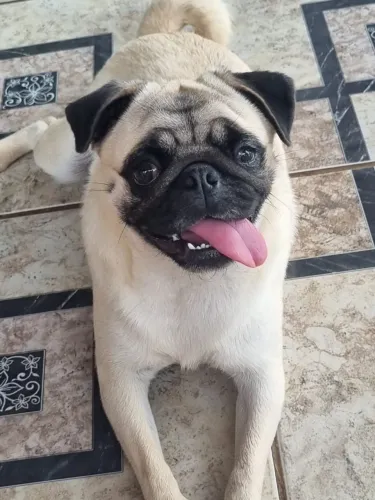 Pet