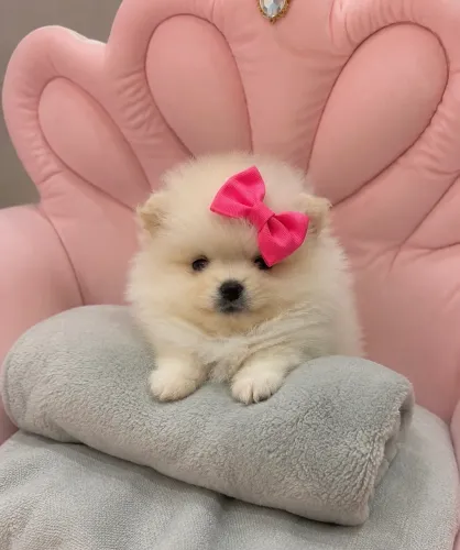 Lulu da pomerania