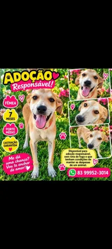 Adoção de lindas cachorrinhas carinhosas e saudáveis.
