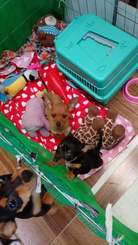CACHORRA FÊMEA