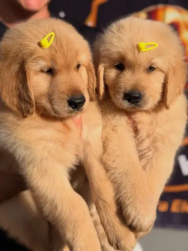 Golden