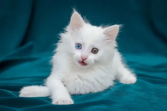 Gato angorá macho