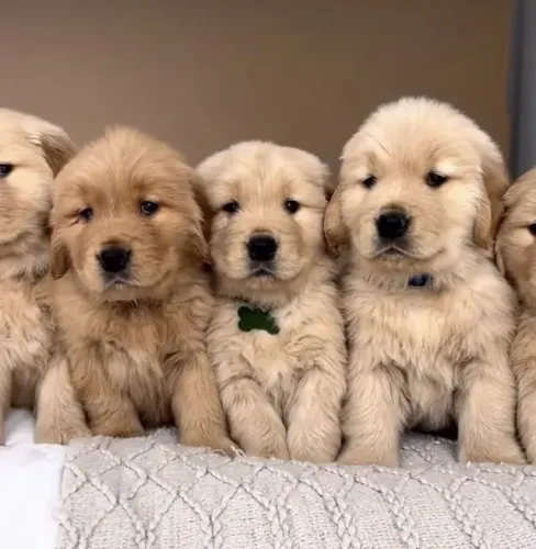 Filhotes de Golden Retriever anuncio que você gosta !