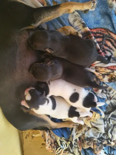 Cachorro pinscher