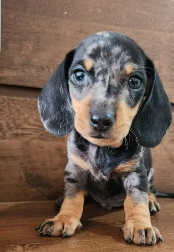 Basset /Cofap Disponível.