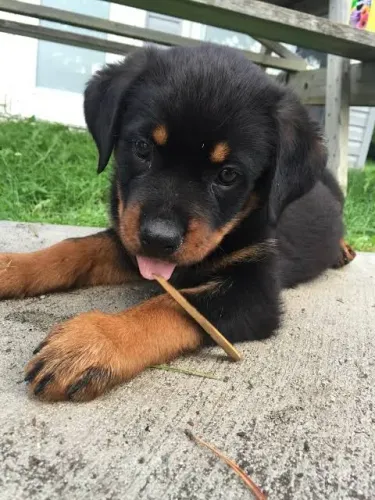 filhotes Rottweiler com Temperamento Excelente