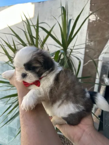 Filhote macho de Shih-tzu