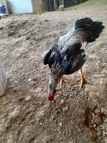 Galo indio é galinhas indias