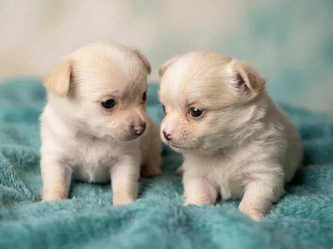 Chihuahua pelo longo fêmea e macho