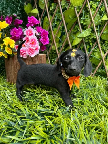Dachshund Fêmeas