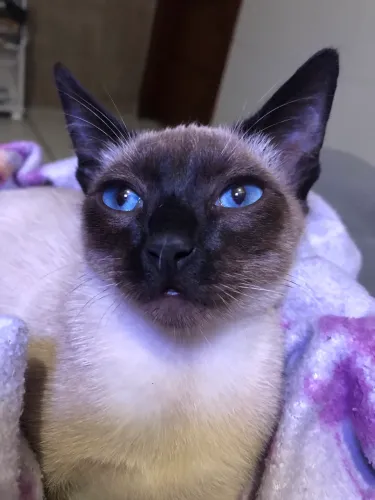 Gatinho Siamês jovem e super bonzinho procurando um lar!