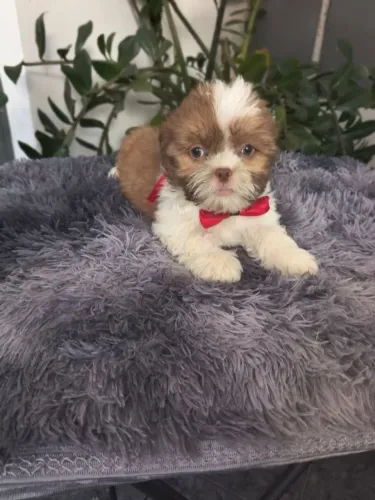 Shih-tzu Macho 