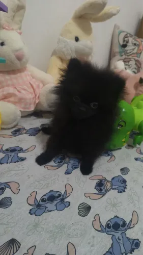 Spitz Alemão Anão (Lulu da Pomerânia) PRETO - Macho com Pedigree