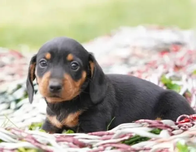 Basset Dachshund Filhotes Espertos e Saudáveis.