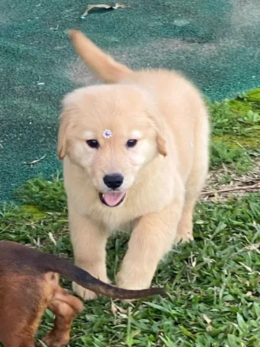 Golden Retriever macho $1.500,00