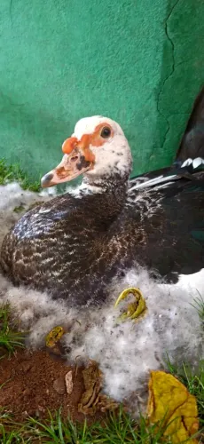 Patos