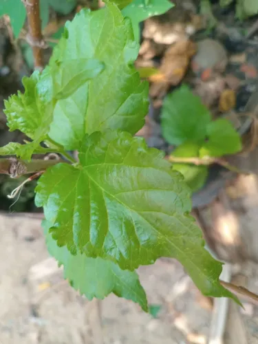 Mudas de amora