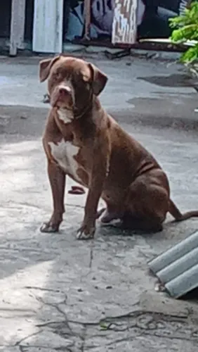 Pit Monster 