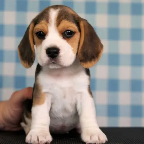 Filhotes de Beagle | Companheirismo sem igual!