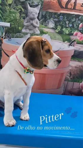 Cachorro beagle