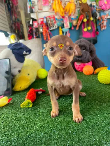 Pinscher fêmea chocolate disponível 