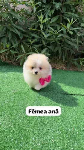 Spitz Alemão - Pequeno e Lindo