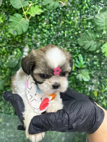 shihtzu 