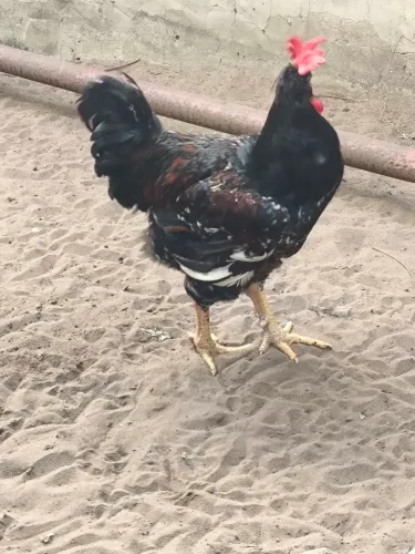 Frangos GSB
