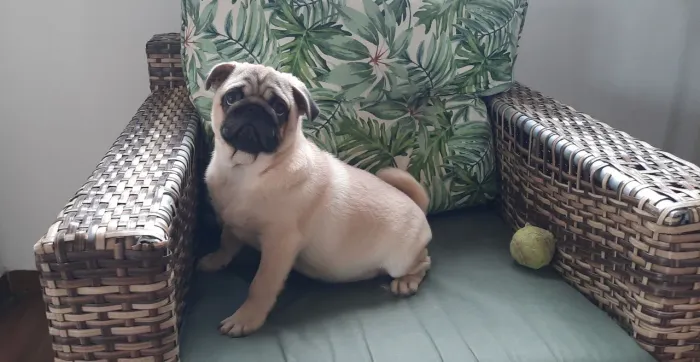 10x199 Promoção Pug nabuco Pronta entrega