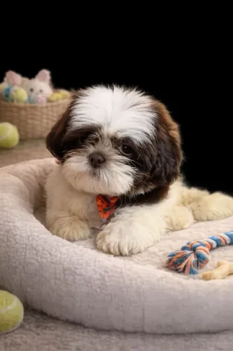 Vendo filhote lhasa apso
