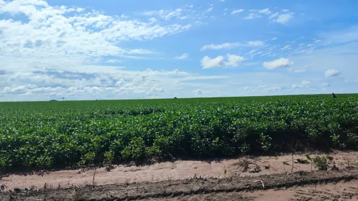 LEIA O ANÚNCIO COM ATENÇÃO Vendo mega fazenda no Tocantins 10 anos para pagar 