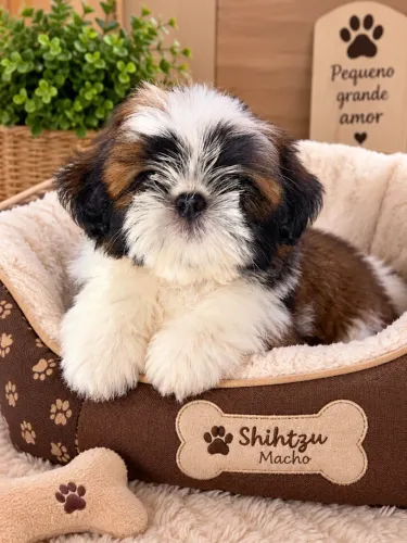 Shihtzu macho