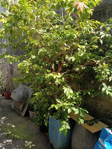 Pé de Jabuticaba