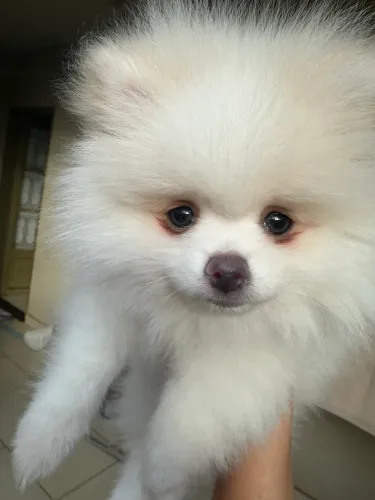 Lulu
