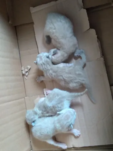 Filhotes gatinhos Siamês 4